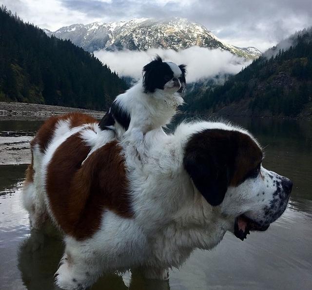 大狗的优势与魅力，探究大型犬的独特之处