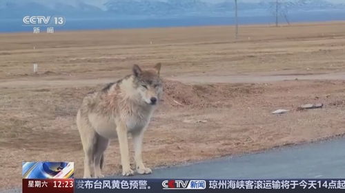 可可西里，探寻狼迹的奇妙之旅