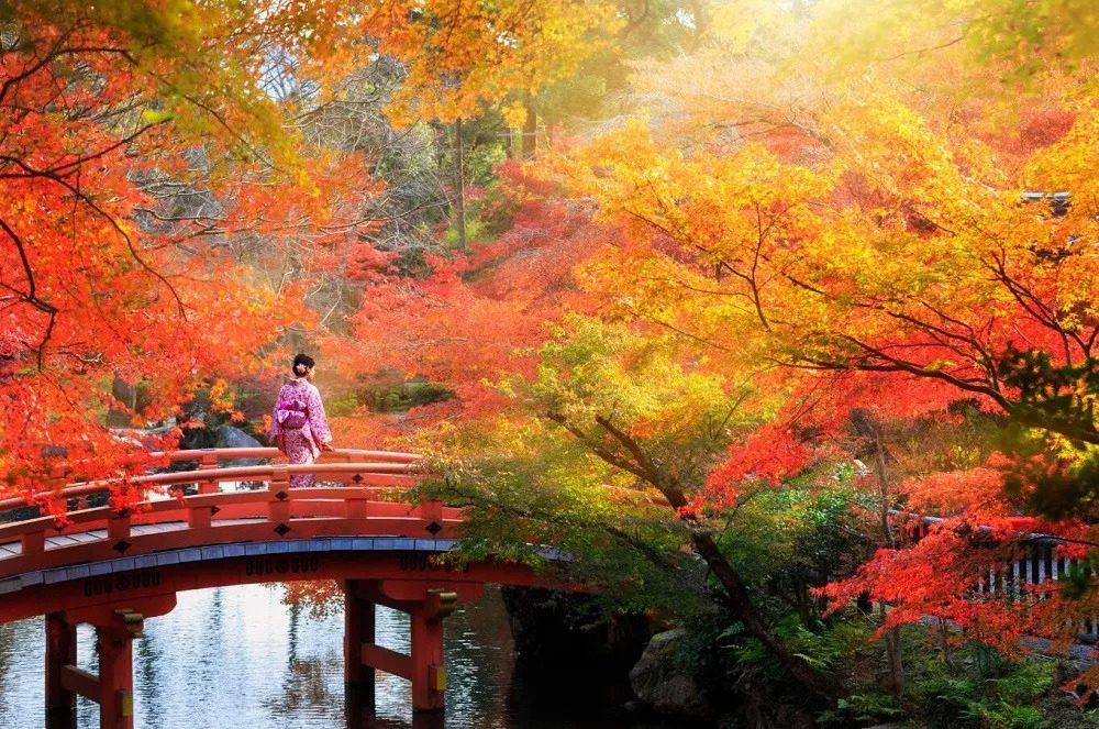 京都世纪城最新动态，与自然美景的邂逅，内心平和角落的探寻