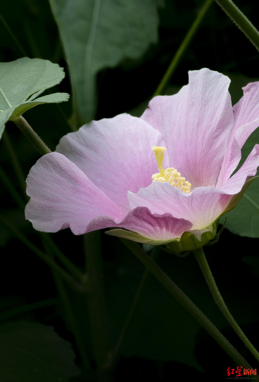 揭秘最新芙蓉花高科技产品，科技前沿引领芙蓉新篇章