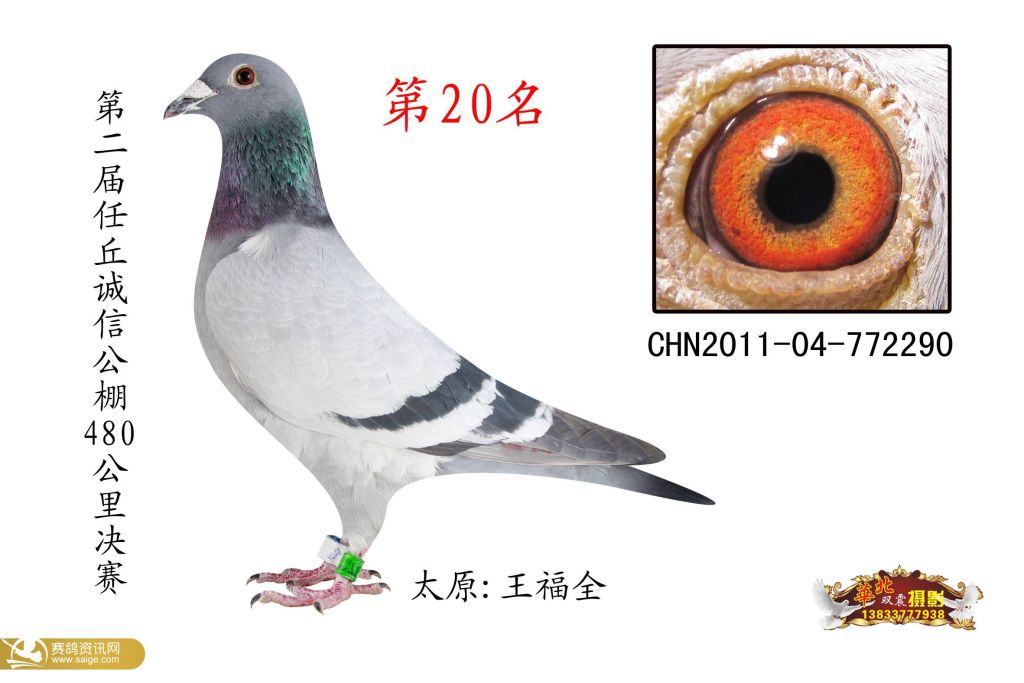 大成公棚新篇章，最新动态与影响揭秘于2024年11月19日