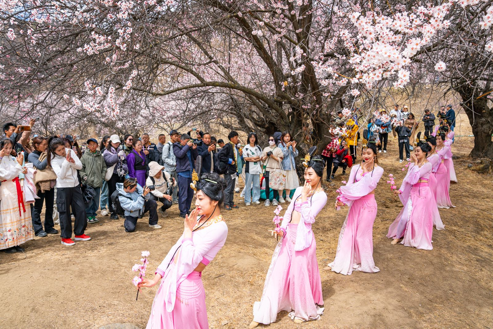 往年12月2日牡丹峰最新绽放盛景及旅游攻略