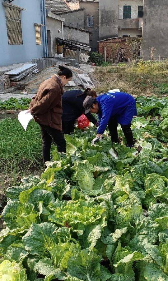 重庆芡实种植时间表揭秘，小巷深处的秘境与味蕾奇遇