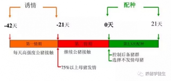 柯基配种价格揭秘，探究背后的因素及常见价格区间