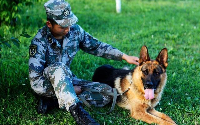 警犬伙食落实，警犬伙食标准一天 