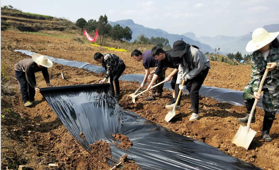 水镇最新疫情动态，权威通报消息实时查询