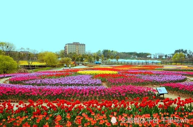 三天深度游探秘木兰花海，绝美旅游攻略大揭秘！