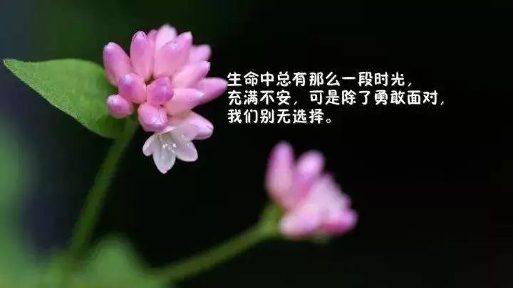 简一励志语录，激发追梦力量的心灵鸡汤