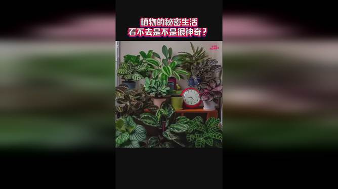 最新香叶，揭秘植物世界的未知奥秘