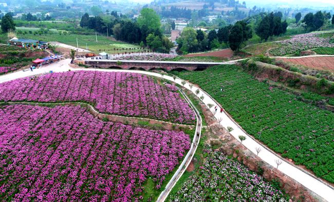 天津花园绝美旅游攻略，让你轻松畅游赏花胜地！