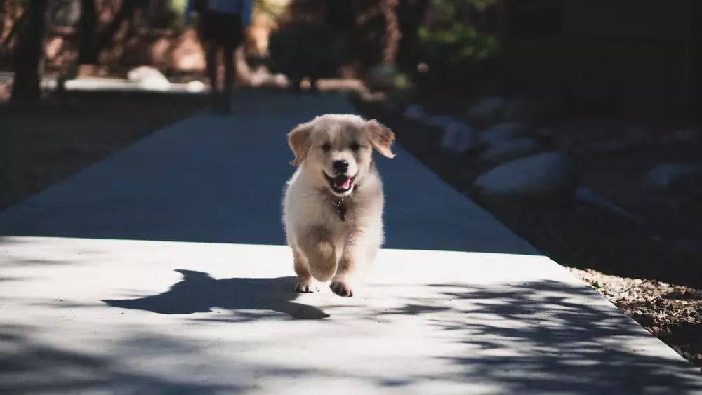 保定黄马犬最新价格行情及深度解读